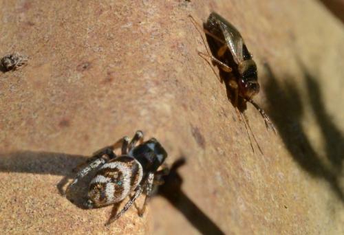 Réf. 270 113 : Salticus propinquus